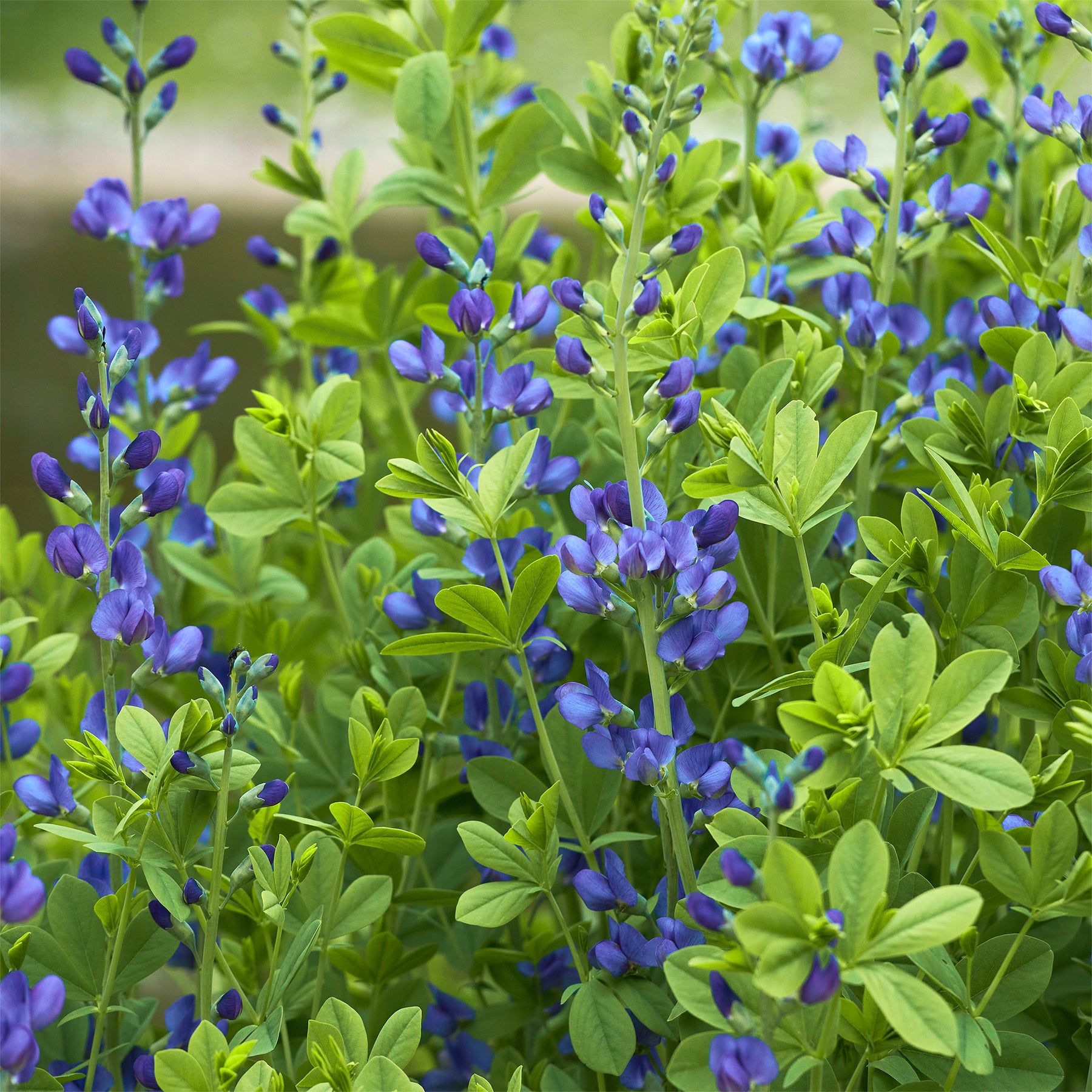 Baptisia australis - Podalyre - Baptisia