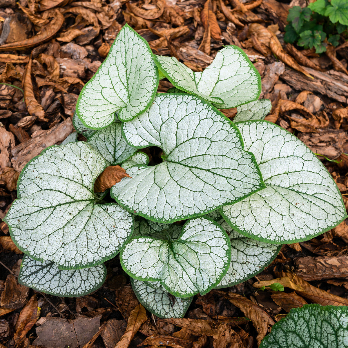 Myosotis du Caucase Silver Heart® - Willemse