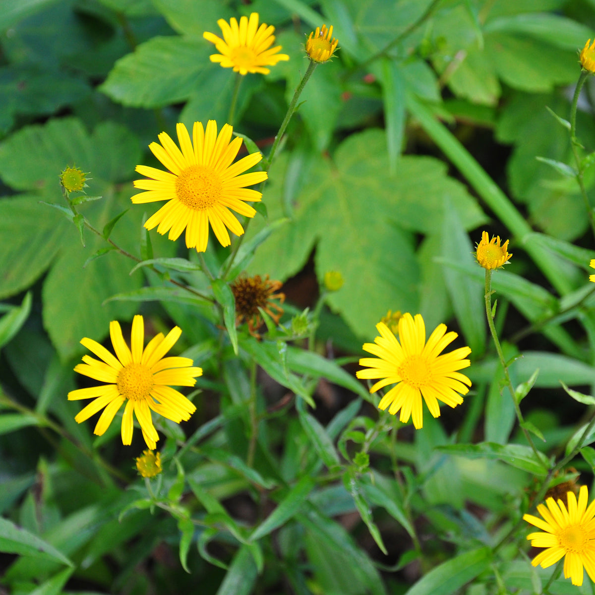Œil de bœuf jaunes - Buphthalmum salicifolium - Willemse