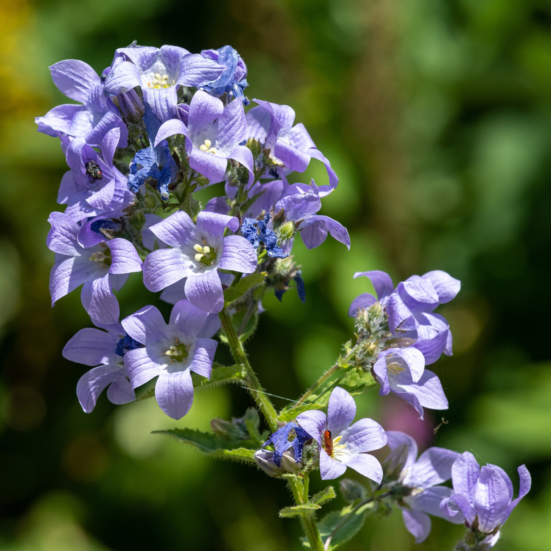 Campanule laiteuse Prichard's Variety - Willemse