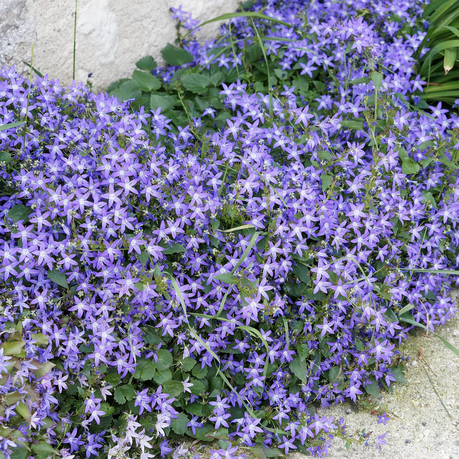 Vente 4 couvre-sols pour murets - 