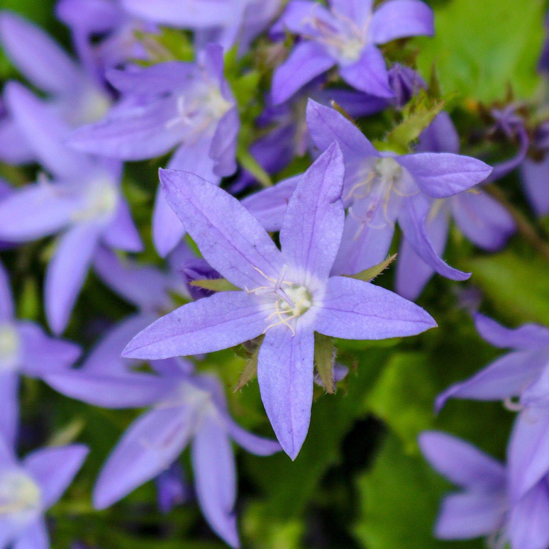 Campanule des murets Stella - Willemse