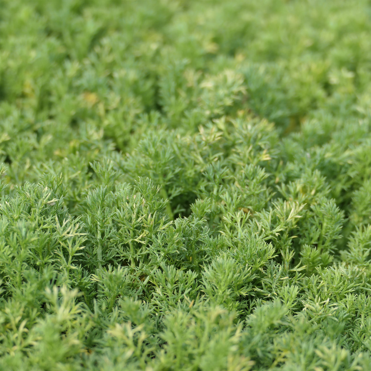 Camomille romaine Treneague - Willemse