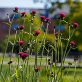 Cirse des ruisseaux - Cirsium rivulare atropurpureum - Willemse