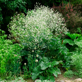 Fleurs vivaces - Chou nuage blanc - Crambe - Crambe cordifolia