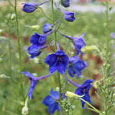 Delphinium Volkerfrieden - Willemse