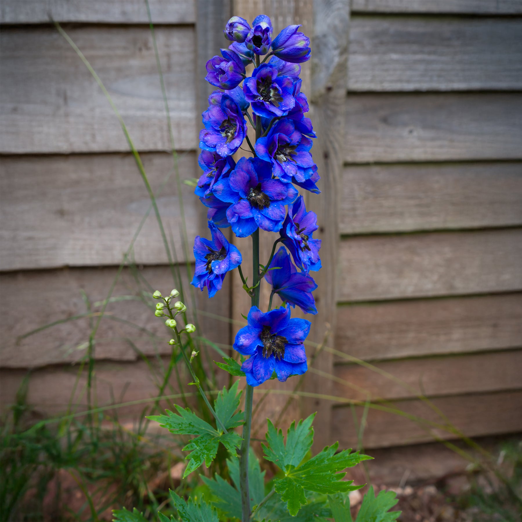 Delphinium géant Black Knight - Willemse