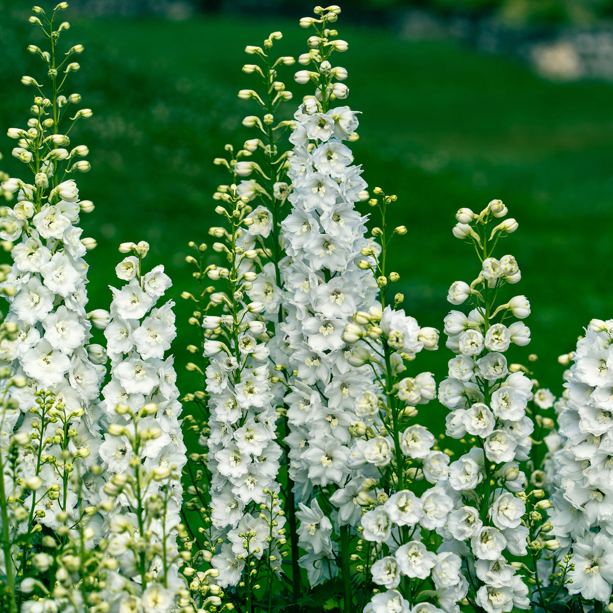Delphinium géant Galahad - Willemse