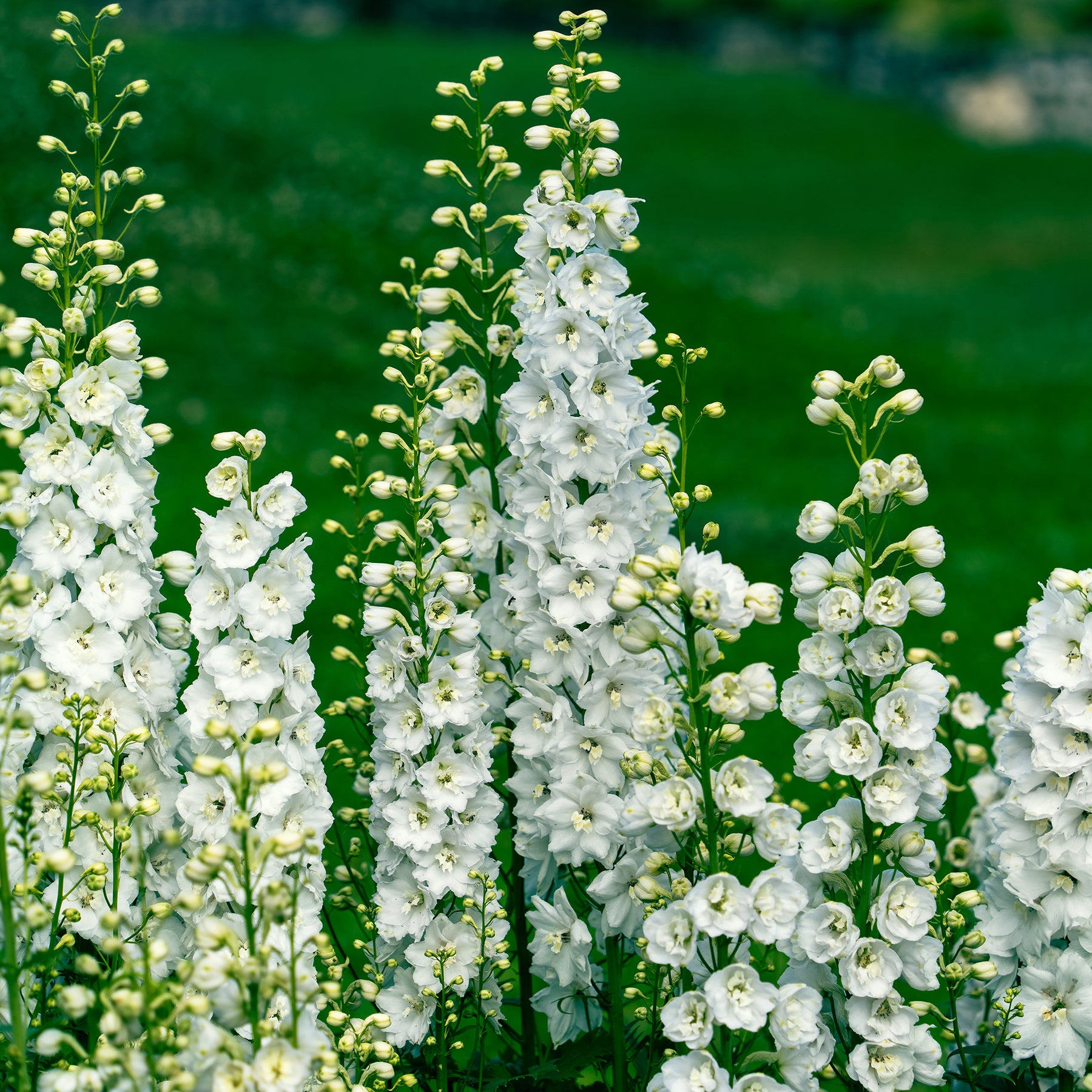 Delphinium géant Galahad - Willemse