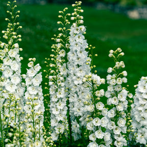 Delphinium géant Galahad - Willemse