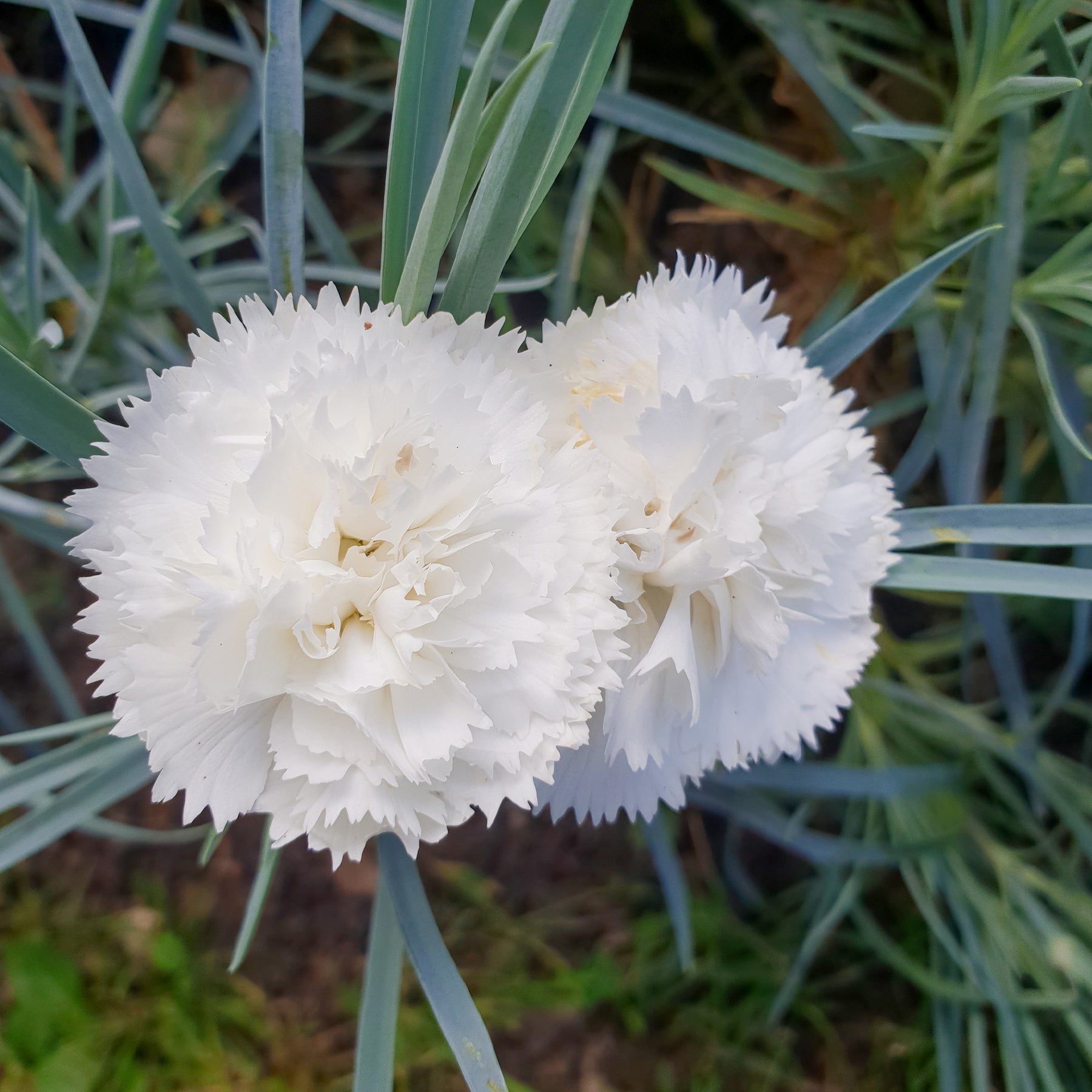 Œillet mignardise Haytor White - Willemse