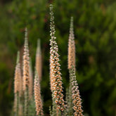 Digitale ferreuse Gigantea - Willemse