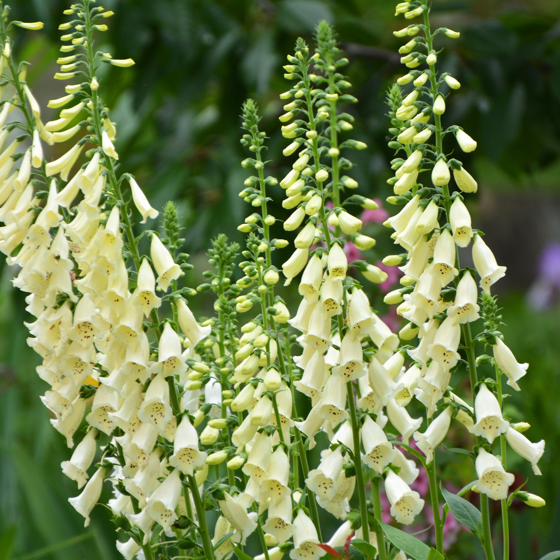 Digitalis purpurea alba - Digitale pourpre blanche - Digitale