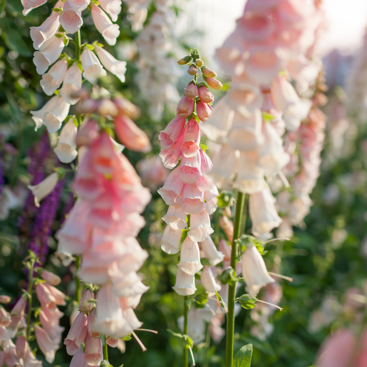 Digitale Sutton's Apricot - Digitalis purpurea Sutton's Apricot - Willemse