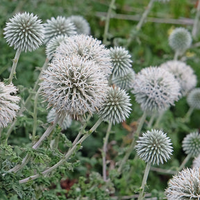 Boule azurée Star Frost - Chardon boule
