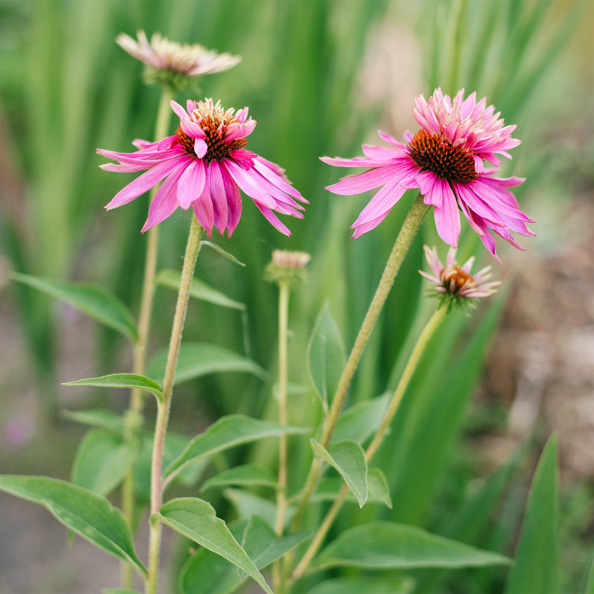 Echinacée pourpre Double-Decker  - Echinacea purpurea double-decker - Willemse