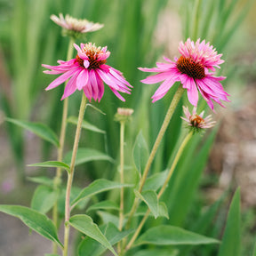 Echinacée pourpre Double-Decker  - Echinacea purpurea double-decker - Willemse
