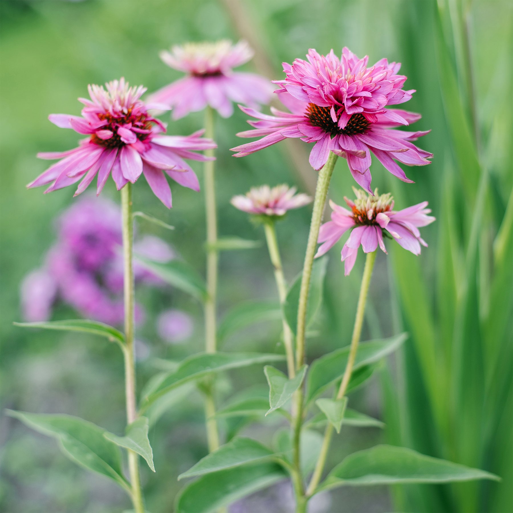 Echinacea purpurea double-decker - Echinacée pourpre Double-Decker  - Échinacée - Echinacea