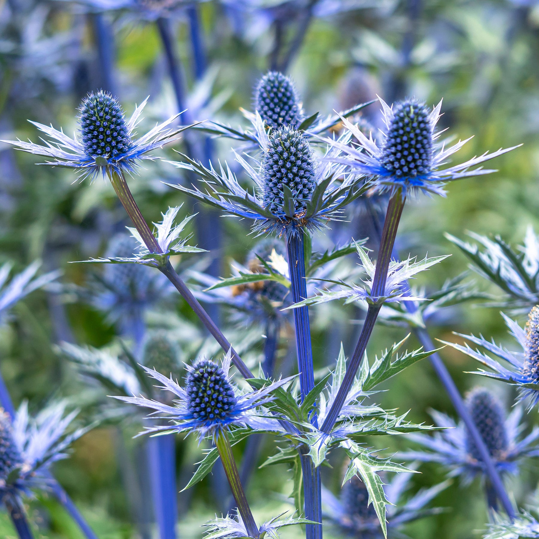 Panicaut hybride Big Blue - Willemse