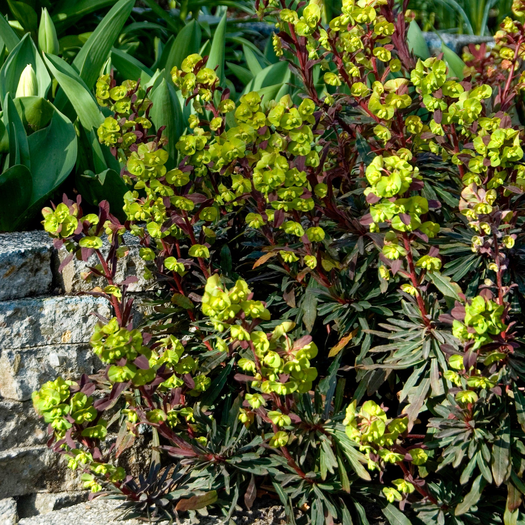 Euphorbe - Euphorbe des bois pourpre - Euphorbia amygdaloides purpurea