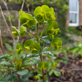 Euphorbe - Euphorbe de Mrs. Robb - Euphorbia amygdaloides subsp. robbiae