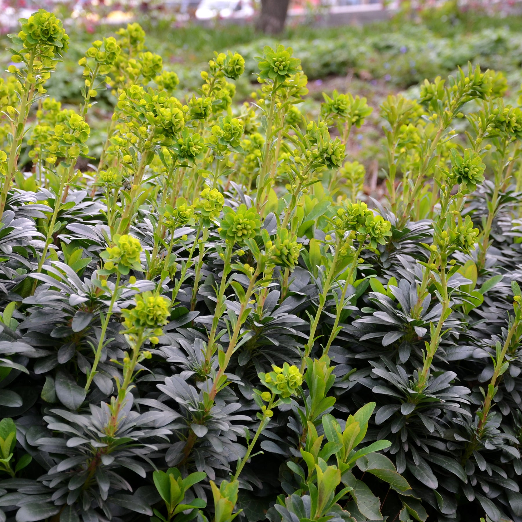 Euphorbia amygdaloides subsp. robbiae - Euphorbe de Mrs. Robb - Euphorbe