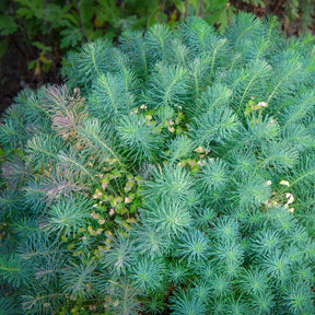 Euphorbe - Euphorbe petit-cyprès Clarice Howard - Euphorbia cyparissias clarice howard