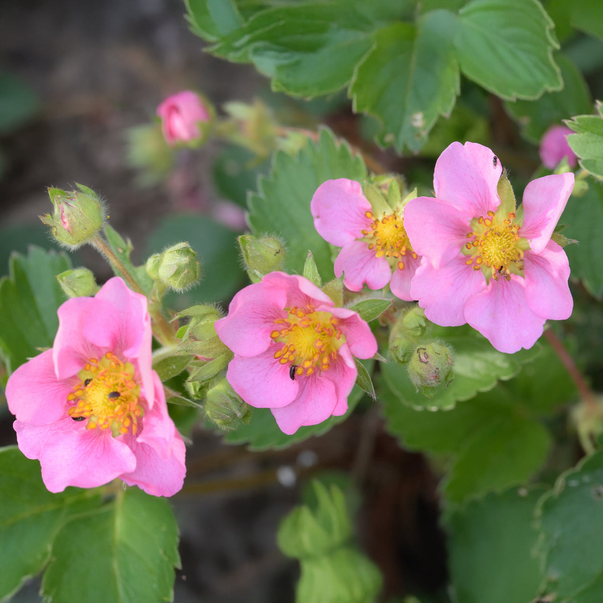 Fraisier rose Pink Panda - Willemse