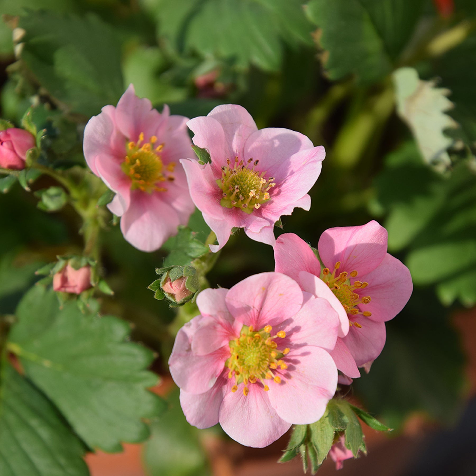 Fragaria comarum Pink Panda - Fraisier rose Pink Panda - Fraisiers
