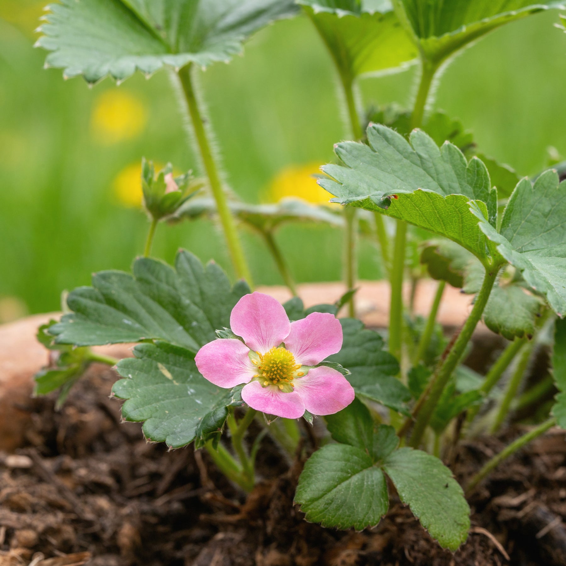 Vente Fraisier rose Pink Panda - Fragaria comarum Pink Panda