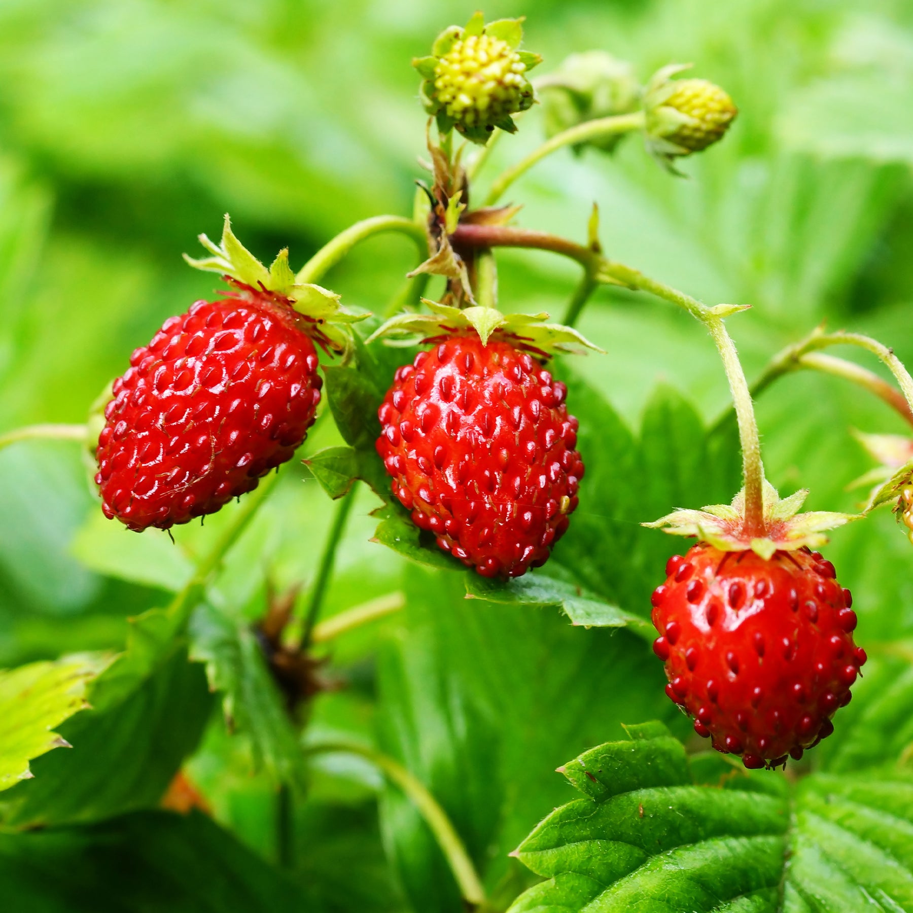 Fraisier des bois - Willemse