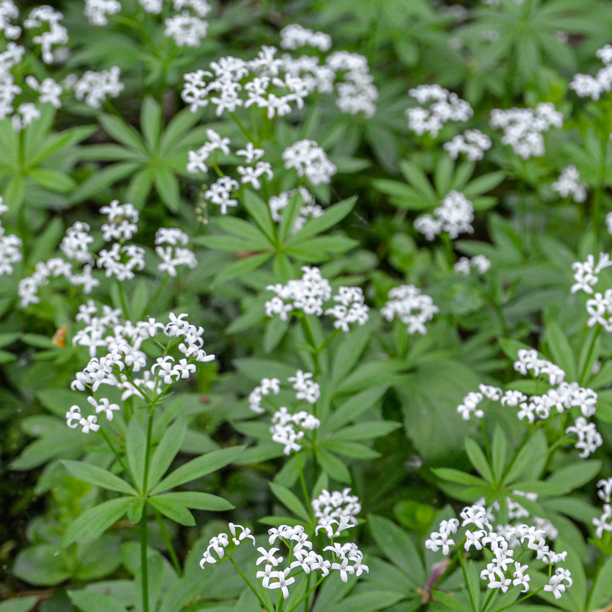 Aspérule odorante - Petit Muguet - Willemse