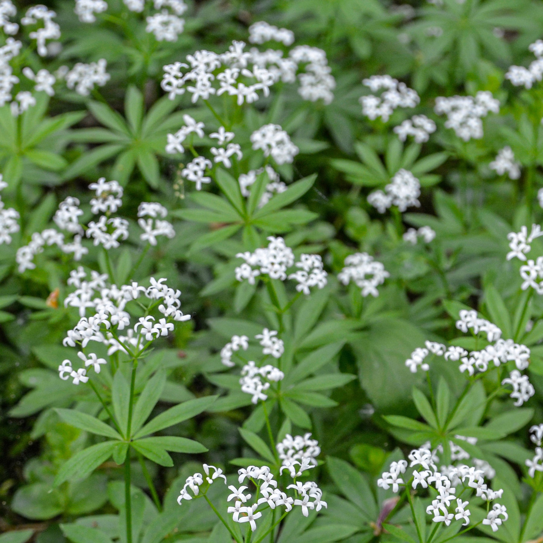 Aspérule odorante - Petit Muguet - Willemse