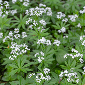 Aspérule odorante - Petit Muguet - Willemse