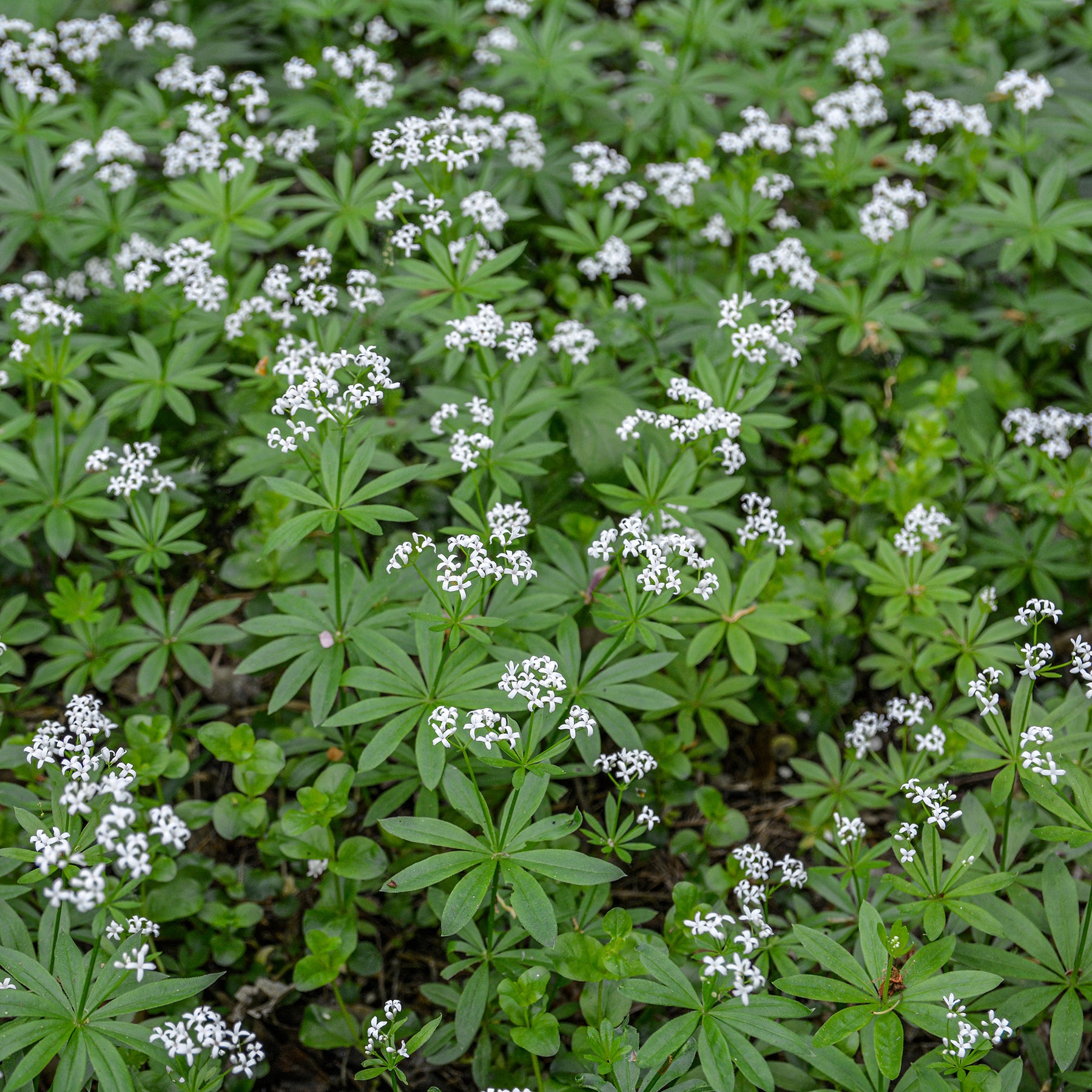 Galium odoratum - Aspérule odorante - Petit Muguet - Muguet