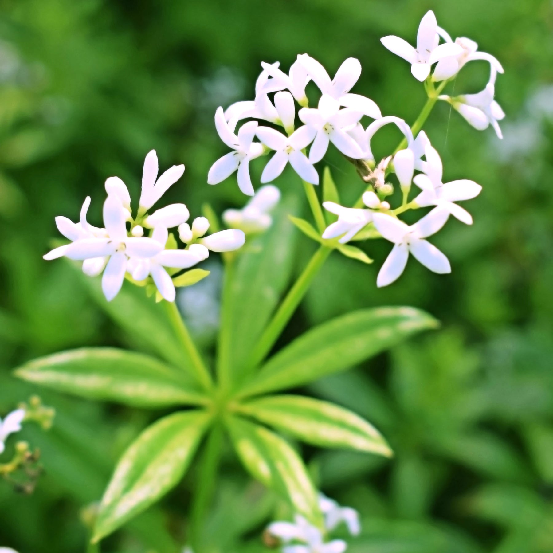 Aspérule odorante - Petit Muguet - Galium odoratum - Willemse