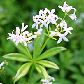 Aspérule odorante - Petit Muguet - Galium odoratum - Willemse