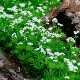 Aspérule odorante - Petit Muguet - Willemse
