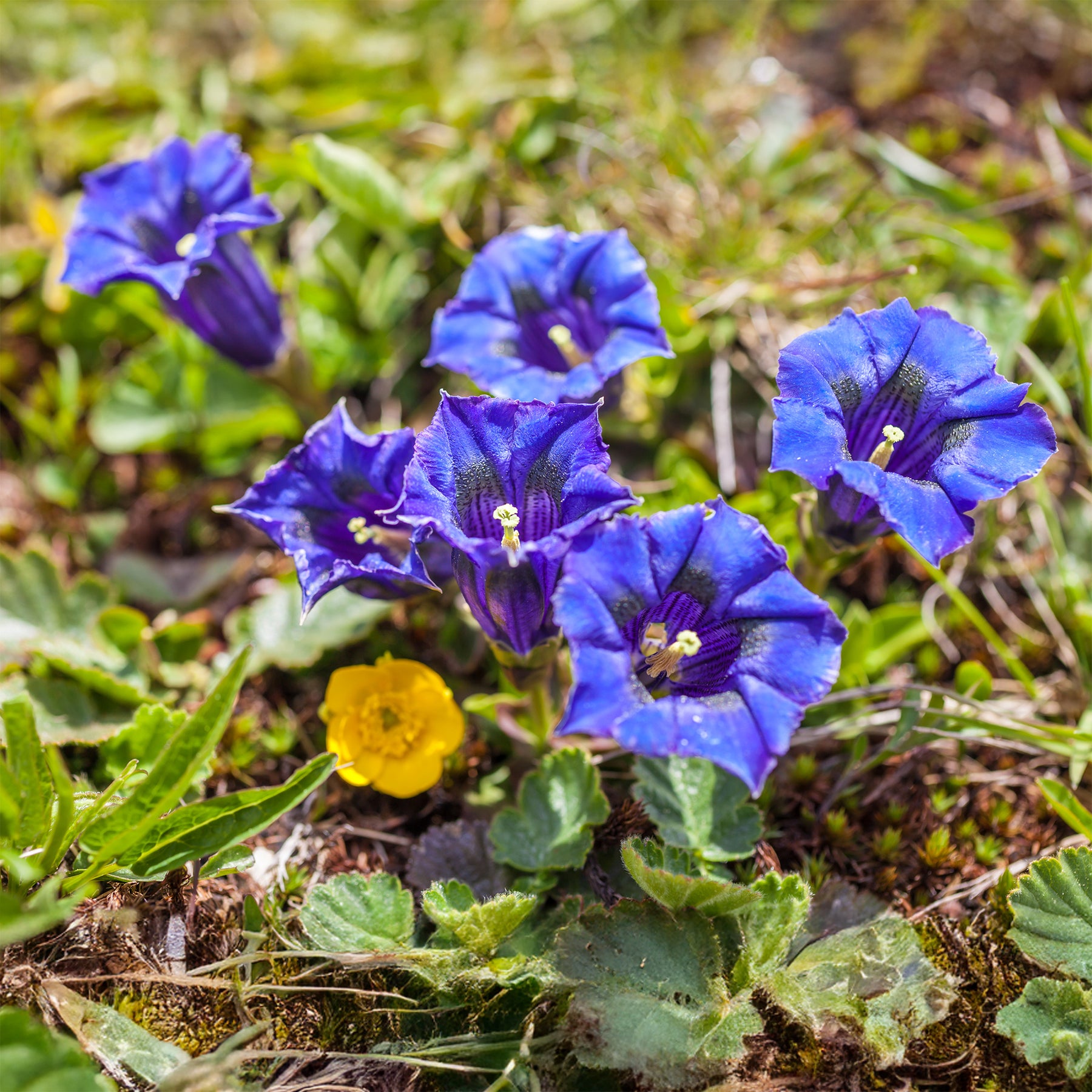 Gentiana acaulis - Gentiane acaule - Gentiane - Gentiana