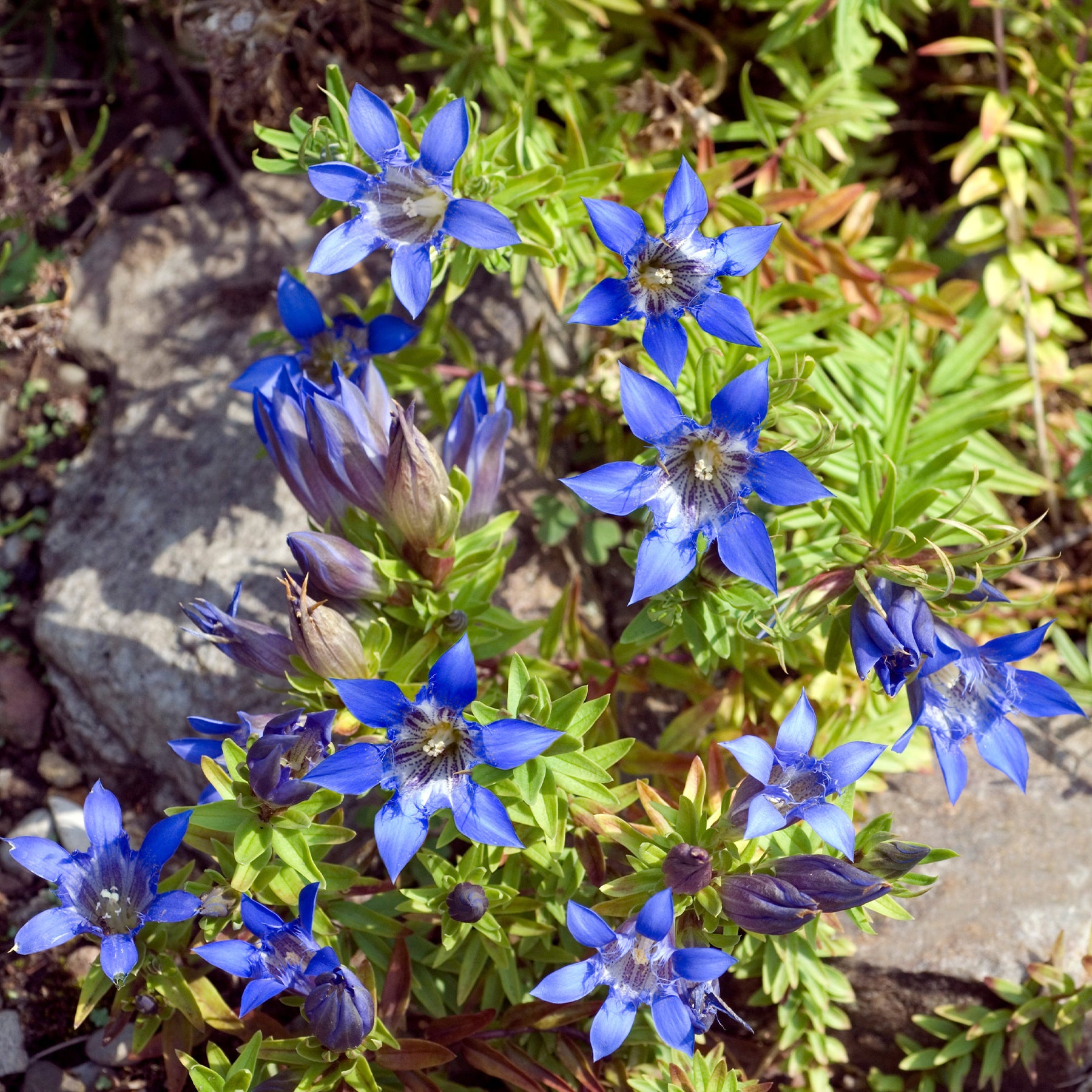 Gentiana septemfida - Gentiane d'été - Fleurs vivaces