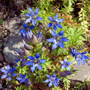 Gentiana septemfida - Gentiane d'été - Fleurs vivaces