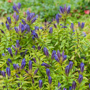 Gentiane d'été - Gentiana septemfida - Willemse
