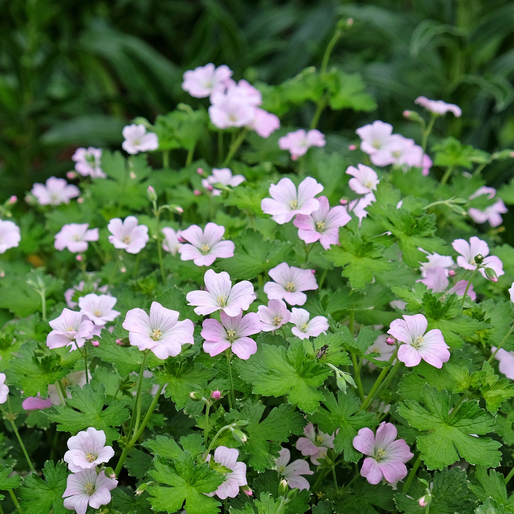 Géranium vivace Dreamland - Willemse