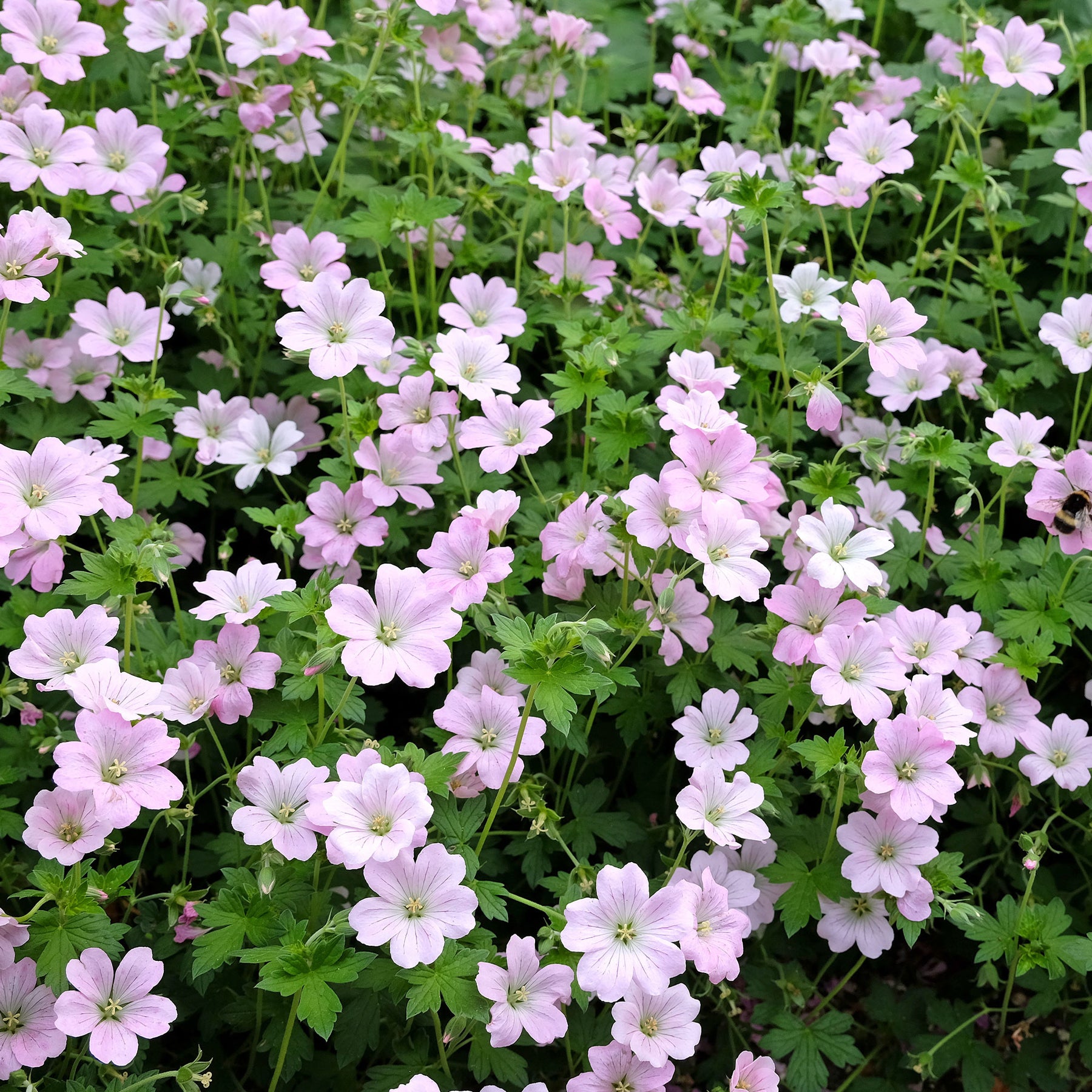 Geranium bremdream dreamland - Géranium vivace Dreamland - Géraniums vivaces