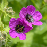 Géranium vivace Patricia - Willemse