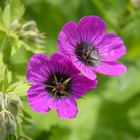 Géranium vivace Patricia - Willemse