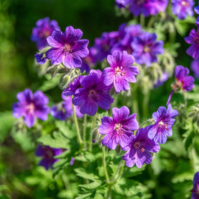 Géranium vivace ibérique - Willemse