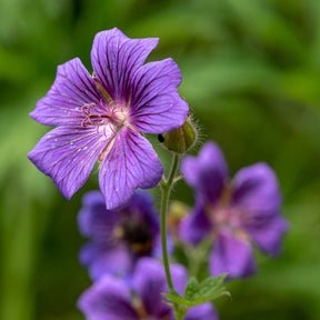 Geranium ibericum - Géranium vivace ibérique - Géraniums vivaces