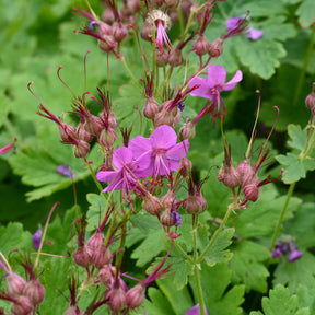 Géraniums vivaces - Géranium vivace Czakor - Geranium macrorrhizum Czakor