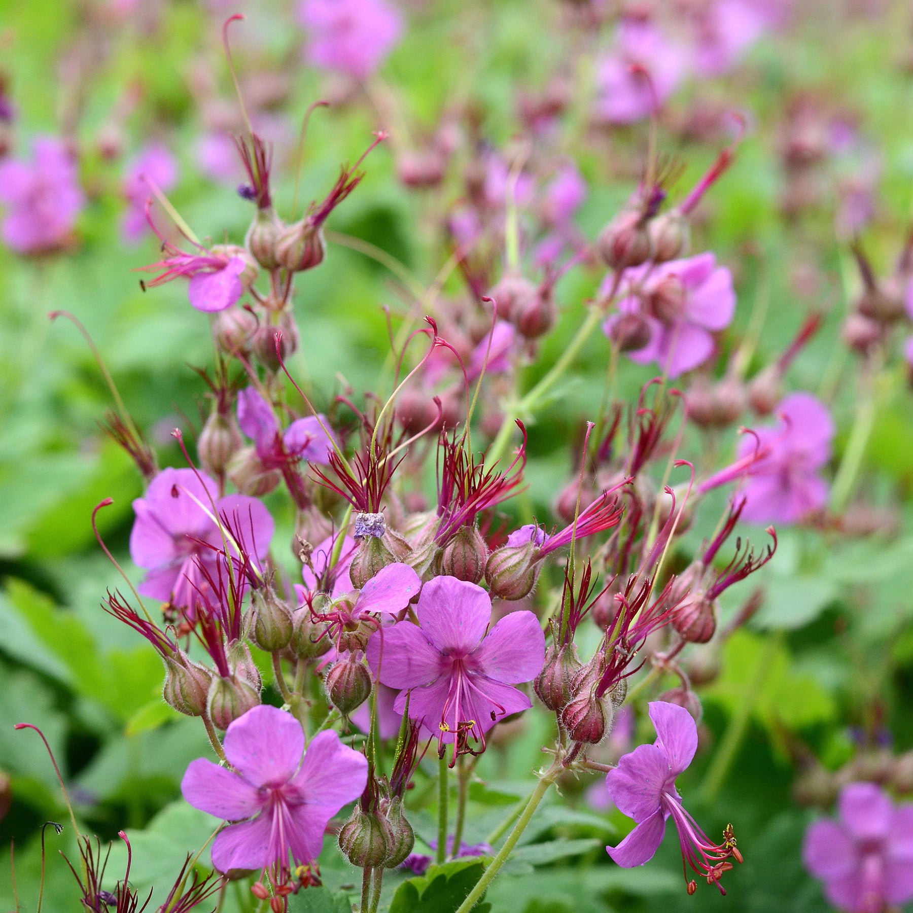Geranium macrorrhizum Czakor - Géranium vivace Czakor - Géraniums vivaces